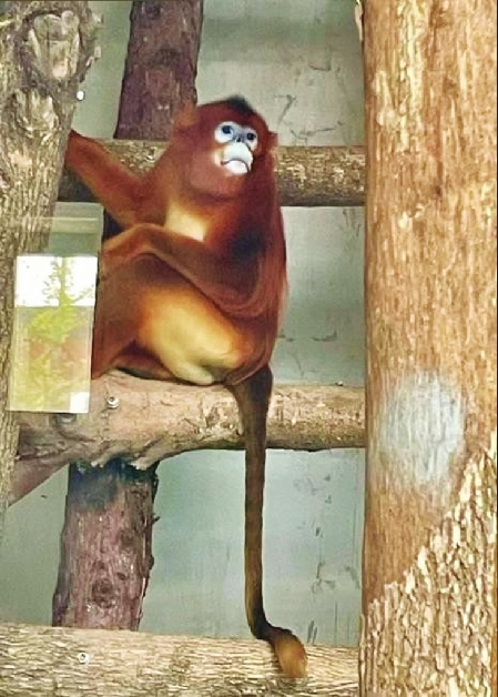 多種野生動物落戶太原動物園