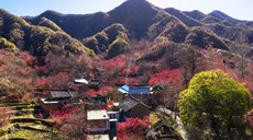 【“飛閱”中國】山茱萸扮靚小山村