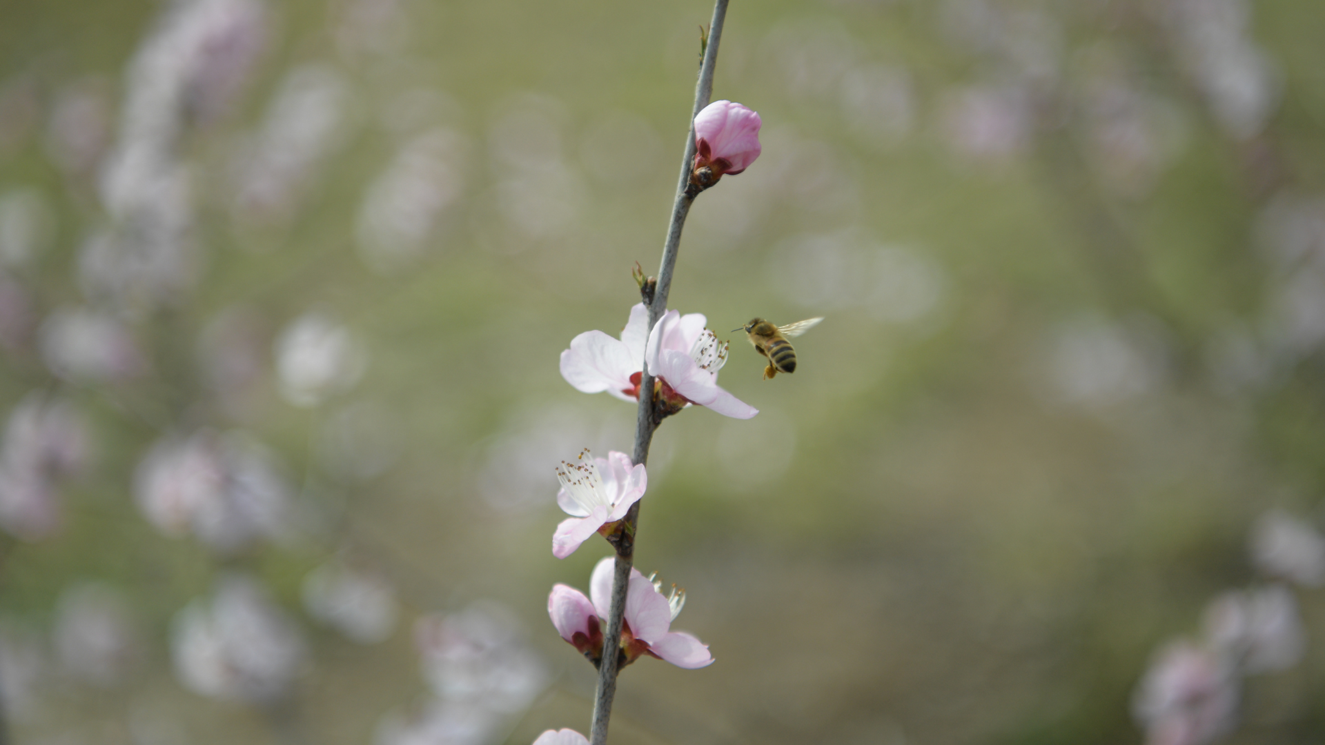 山桃花開惹人醉