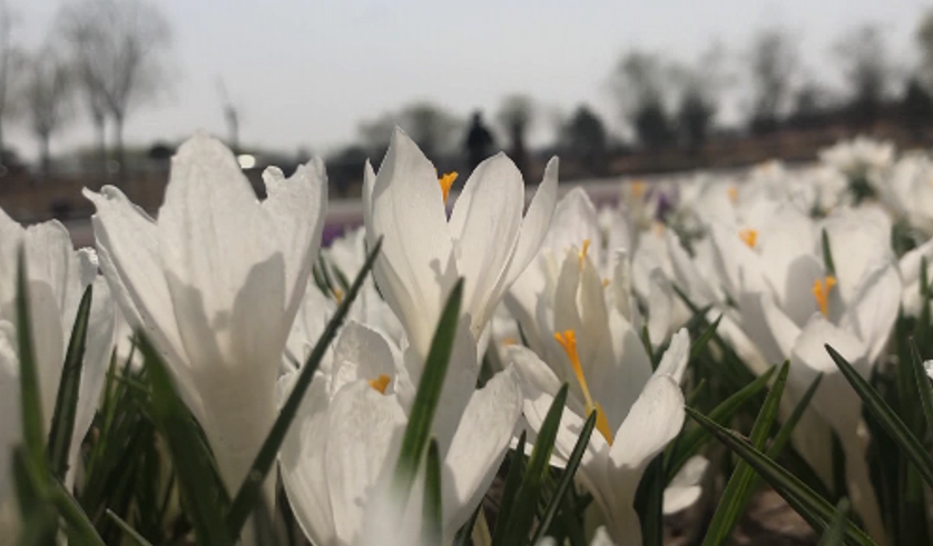 好問湖畔春日暖 朵朵花開惹人醉