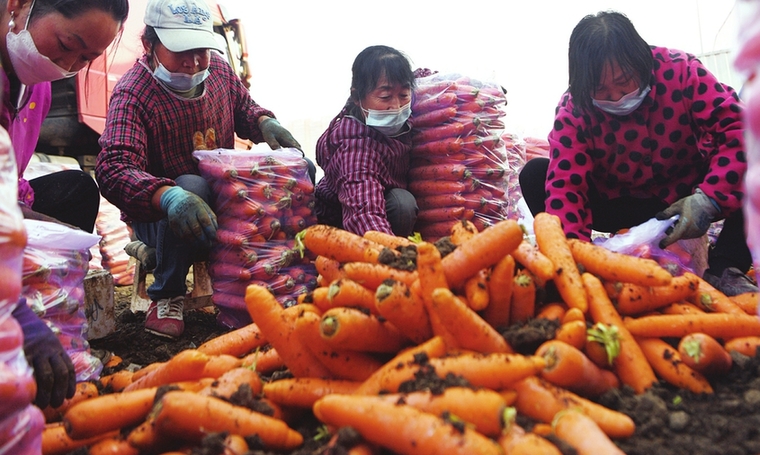 保障“菜籃子”