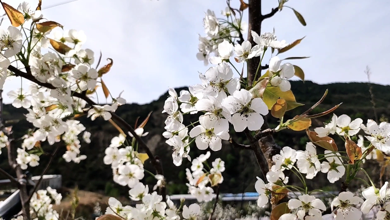 梨花吐芳果農(nóng)忙