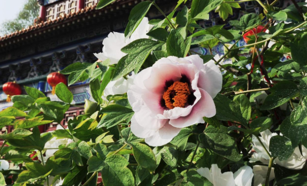 牡丹花開香滿園