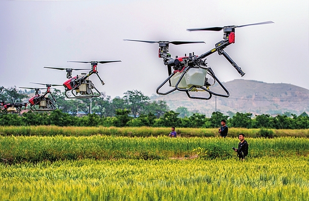 運城2022年小麥種植面積423.2萬畝