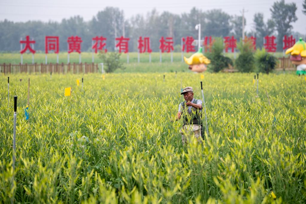 小黃花成致富大產(chǎn)業(yè)