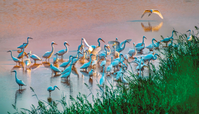 生態(tài)濕地 鳥兒樂園