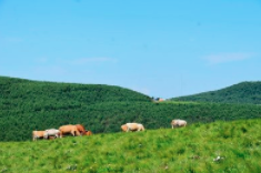 沁源縣花坡草原入選國(guó)家首批“紅色草原”