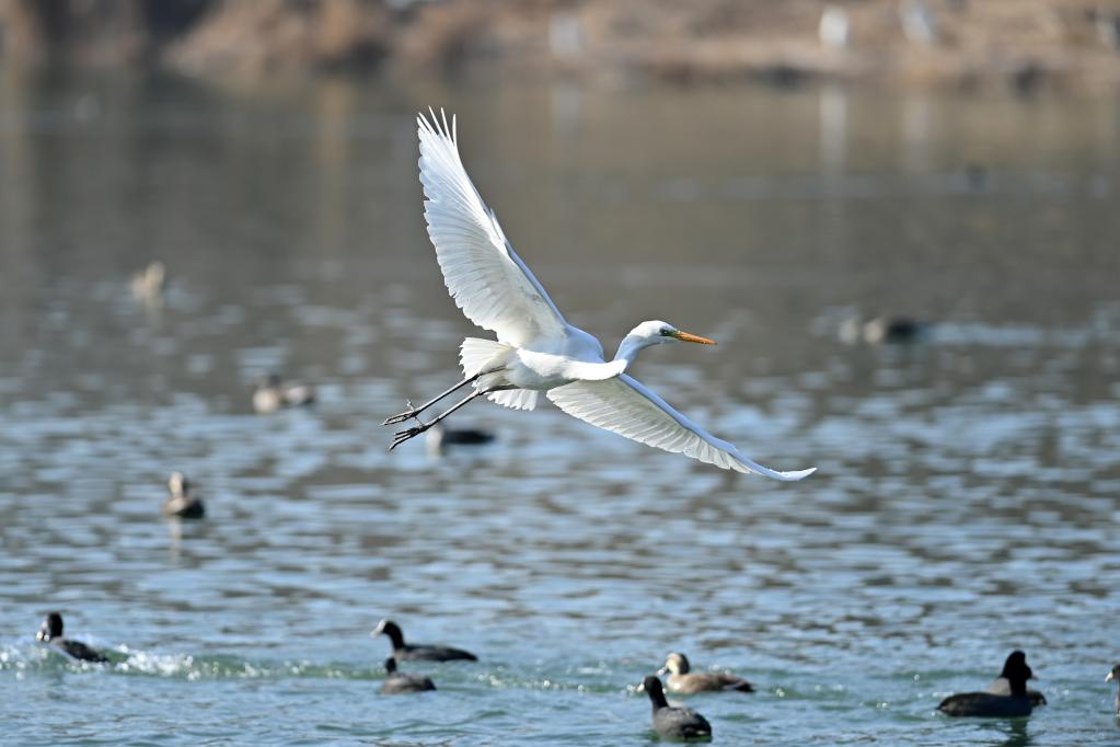 珍稀鳥類汾河過(guò)冬