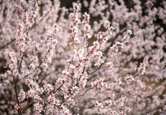 山西左權(quán)：春已至 花正開(kāi)