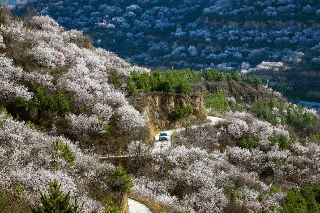 山花爛漫呂梁山